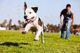 Pet Superstar training sleek new design compact waterproof equipment